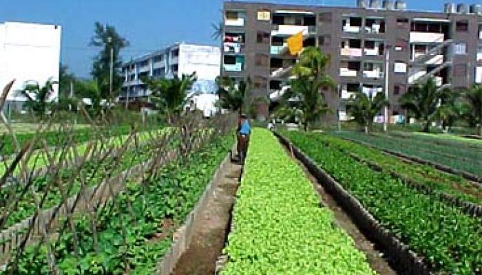 La agricultura urbana y suburbana contribuyen al sustento de la familia cubana. Foto: Archivo